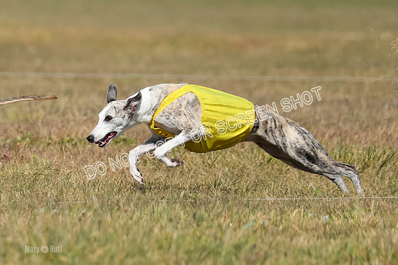 2) Finals Fch B 5, Roxie Justice-7781-2