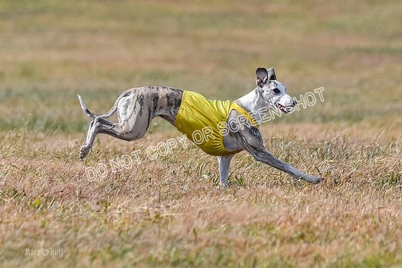 2) Finals Fch B 5, Roxie Justice-7821