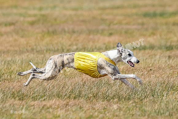 2) Finals Fch B 5, Roxie Justice-7834