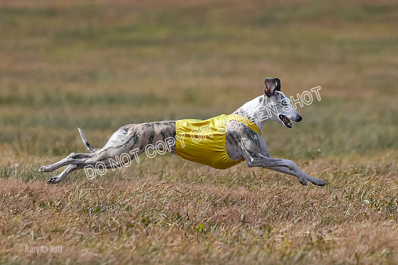 2) Finals Fch B 5, Roxie Justice-7820