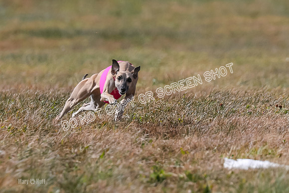 2) Finals Fch B 5, Roxie Justice-7808