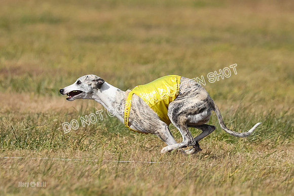 2) Finals Fch B 5, Roxie Justice-7798