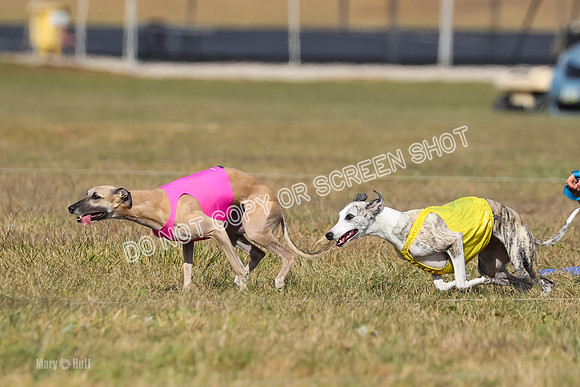 2) Finals Fch B 5, Roxie Justice-7777
