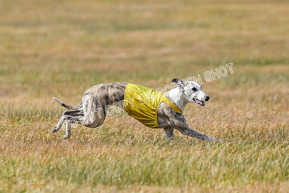 2) Finals Fch B 5, Roxie Justice-7824