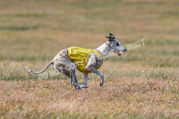 2) Finals Fch B 5, Roxie Justice-7818