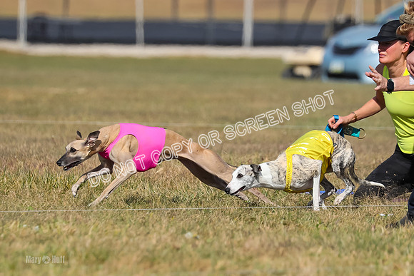 2) Finals Fch B 5, Roxie Justice-7776