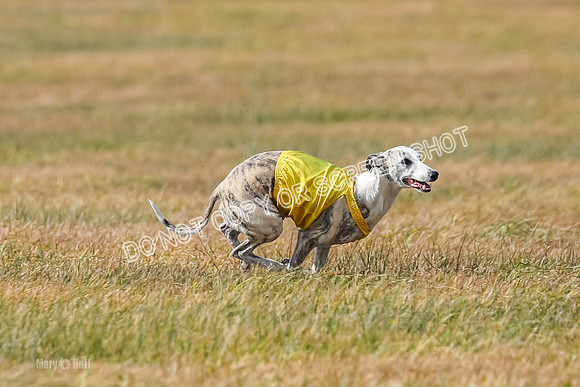 2) Finals Fch B 5, Roxie Justice-7825