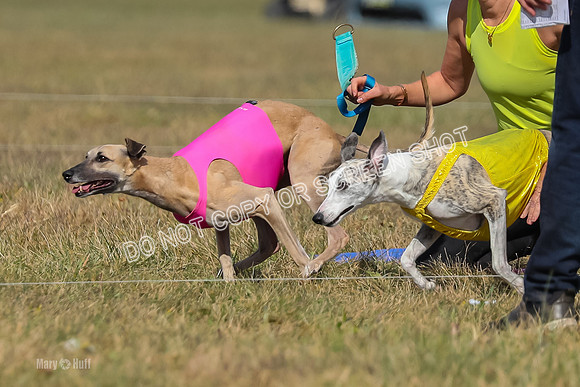 2) Finals Fch B 5, Roxie Justice-7774