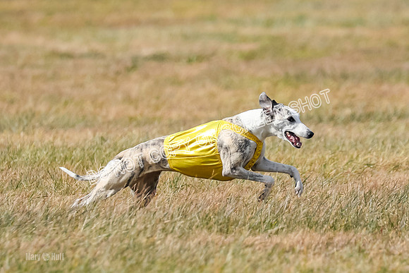 2) Finals Fch B 5, Roxie Justice-7833