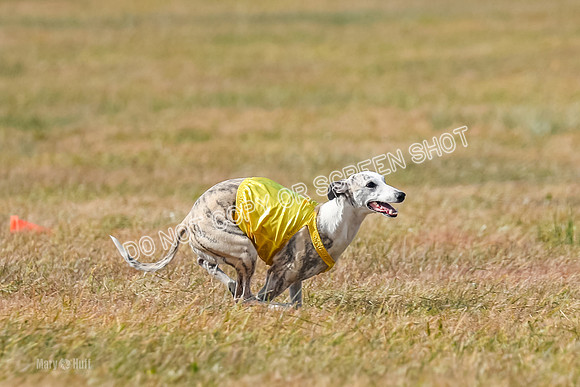 2) Finals Fch B 5, Roxie Justice-7827