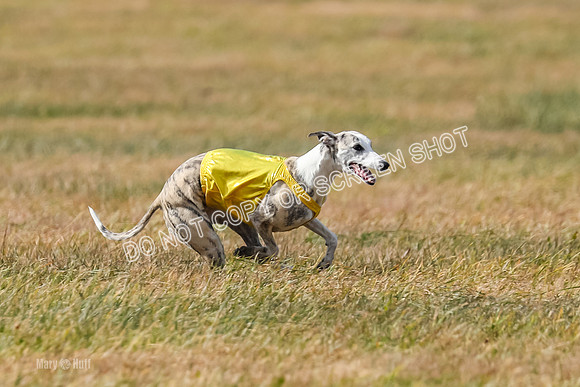 2) Finals Fch B 5, Roxie Justice-7826