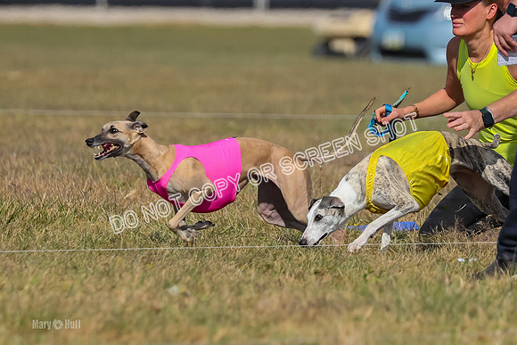 2) Finals Fch B 5, Roxie Justice-7775