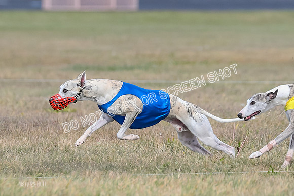 2) Finals Fch B 3, Thor Raven Elton-7591