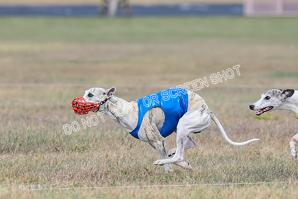 2) Finals Fch B 3, Thor Raven Elton-7593