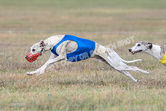 2) Finals Fch B 3, Thor Raven Elton-7595