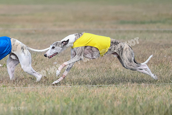 2) Finals Fch B 3, Thor Raven Elton-7594
