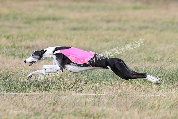 2) Finals Fch B 3, Thor Raven Elton-7609