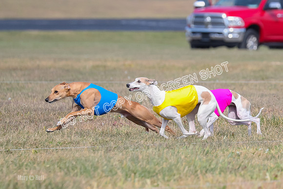 2) Finals Open 6, Celine Shimmy King Midas-7032