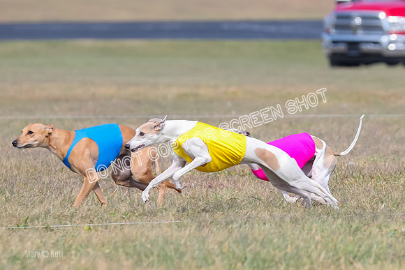 2) Finals Open 6, Celine Shimmy King Midas-7033