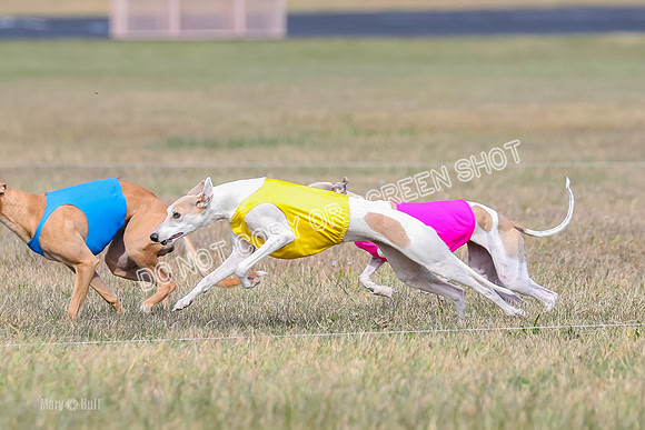2) Finals Open 6, Celine Shimmy King Midas-7036
