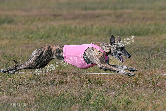 2) Finals Open 4, Maverick Janey Margot-6946