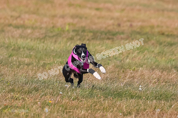 1) Prelim Open 1, Celine Tahoe Zinger-4943
