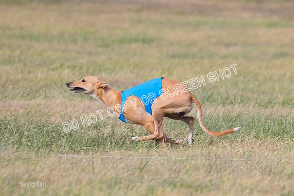 2) Finals Open 6, Celine Shimmy King Midas-7052