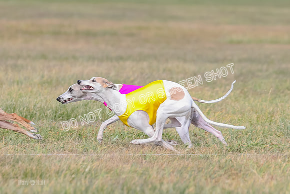 2) Finals Open 6, Celine Shimmy King Midas-7046