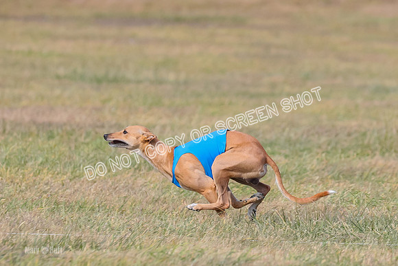 2) Finals Open 6, Celine Shimmy King Midas-7053