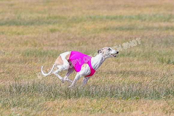 2) Finals Open 6, Celine Shimmy King Midas-7084