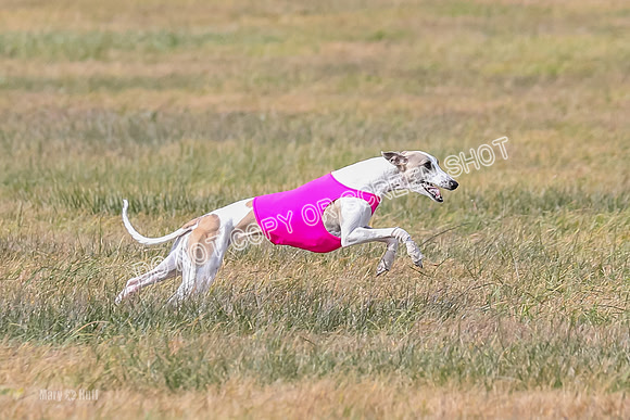 2) Finals Open 6, Celine Shimmy King Midas-7086
