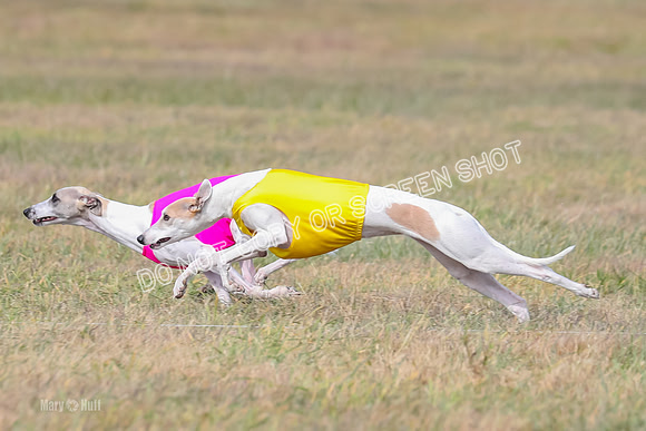 2) Finals Open 6, Celine Shimmy King Midas-7051