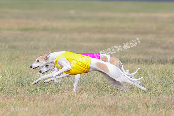2) Finals Open 6, Celine Shimmy King Midas-7044