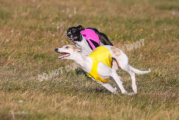 1) Prelim Open 1, Celine Tahoe Zinger-4951