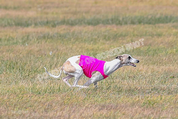 2) Finals Open 6, Celine Shimmy King Midas-7096