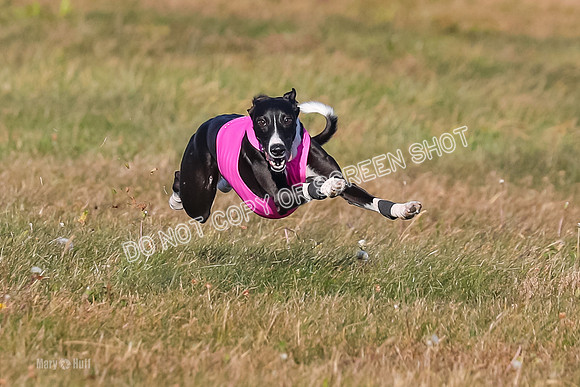 1) Prelim Open 1, Celine Tahoe Zinger-4944