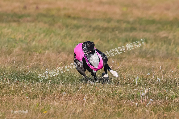1) Prelim Open 1, Celine Tahoe Zinger-4946