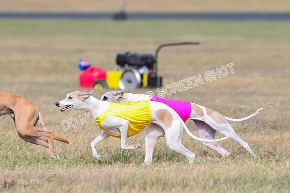2) Finals Open 6, Celine Shimmy King Midas-7042