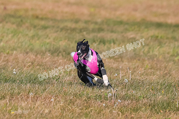1) Prelim Open 1, Celine Tahoe Zinger-4947