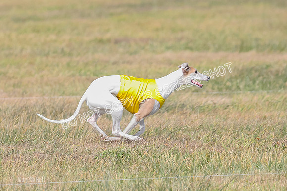 2) Finals Open 6, Celine Shimmy King Midas-7107