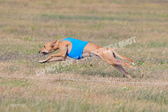 2) Finals Open 6, Celine Shimmy King Midas-7058