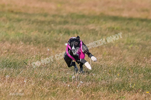 1) Prelim Open 1, Celine Tahoe Zinger-4948