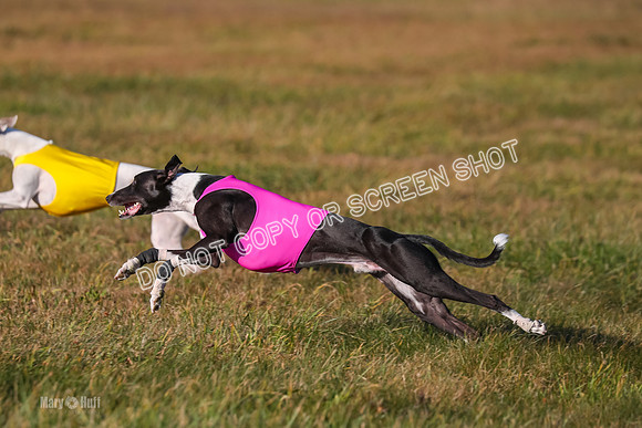 1) Prelim Open 1, Celine Tahoe Zinger-4970