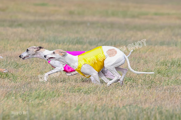 2) Finals Open 6, Celine Shimmy King Midas-7049