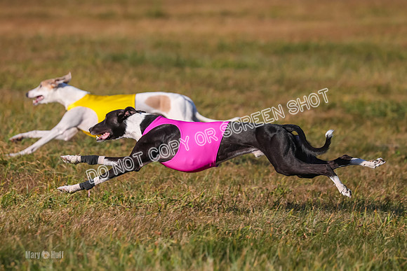 1) Prelim Open 1, Celine Tahoe Zinger-4971