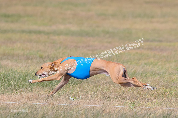 2) Finals Open 6, Celine Shimmy King Midas-7055-2