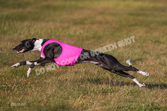 1) Prelim Open 1, Celine Tahoe Zinger-4966