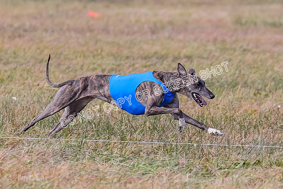 2) Finals Open 4, Maverick Janey Margot-6949