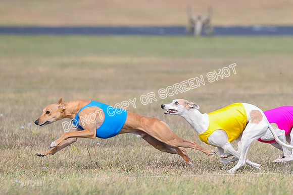2) Finals Open 6, Celine Shimmy King Midas-7038