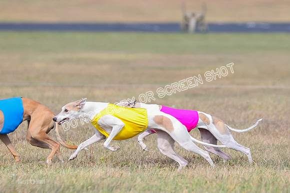 2) Finals Open 6, Celine Shimmy King Midas-7039